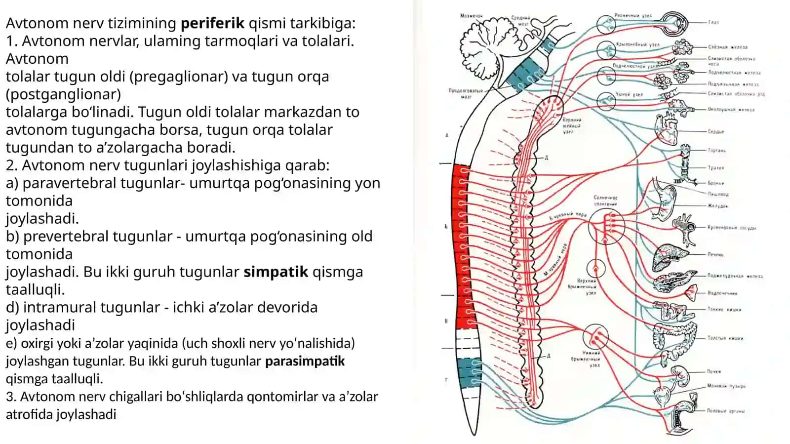 Vegetativ nerv tizimining simpatik va parasimpatik qismi 3
