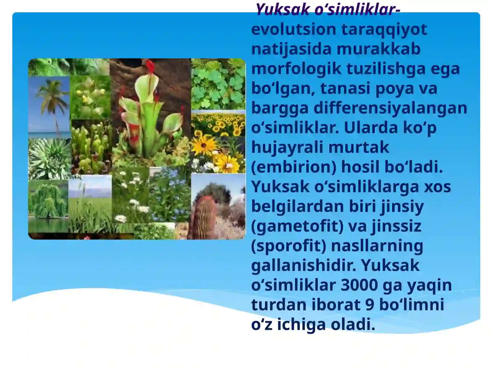 Yuksak oʻsimliklar evolyutsiyasi 3