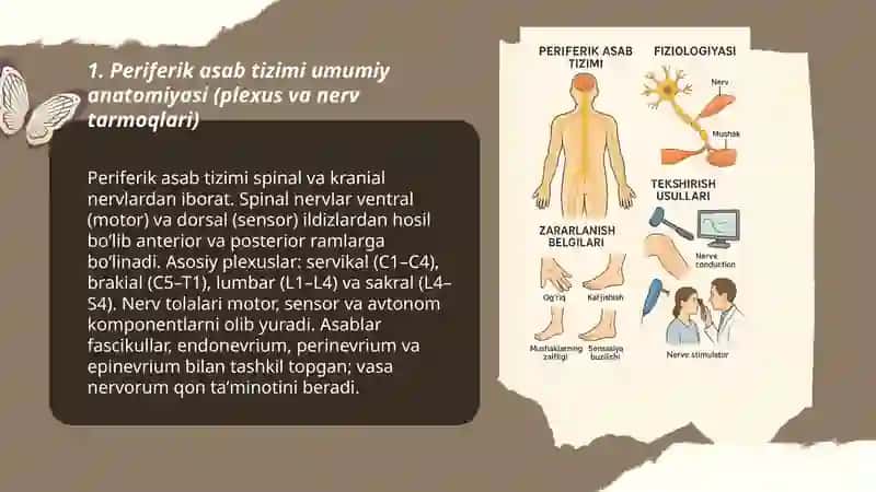 Periferik asab tizimi anatomiyasi fiziologiyasi zararlanish belgilari va uni tekshirish usullari 3