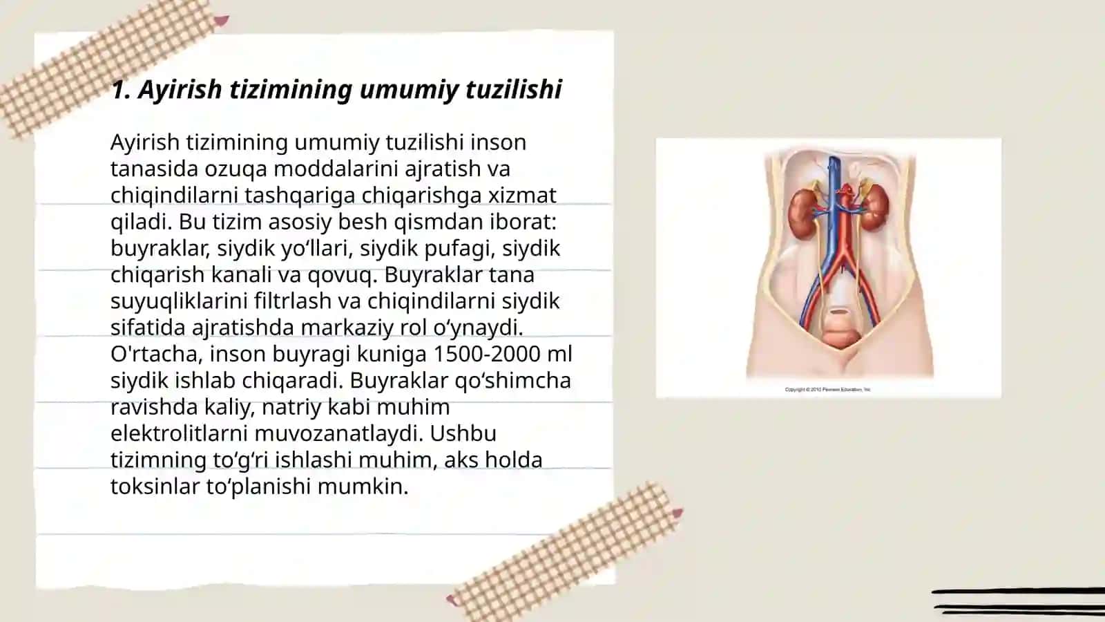 Ayirish sistemasi fiziologiyasi va anatomiyasi 3