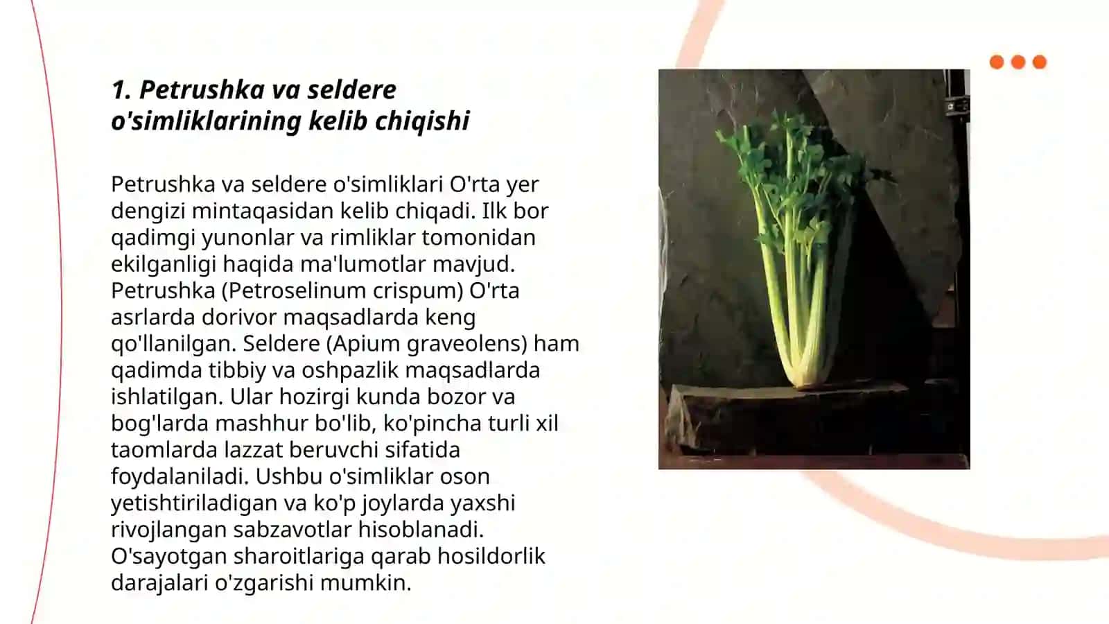 Petrushka va seldere o'simliklari haqida batafsil ma'lumot 3