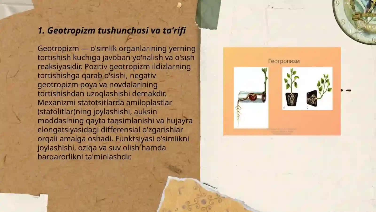 Geotropizm mavzusi 3