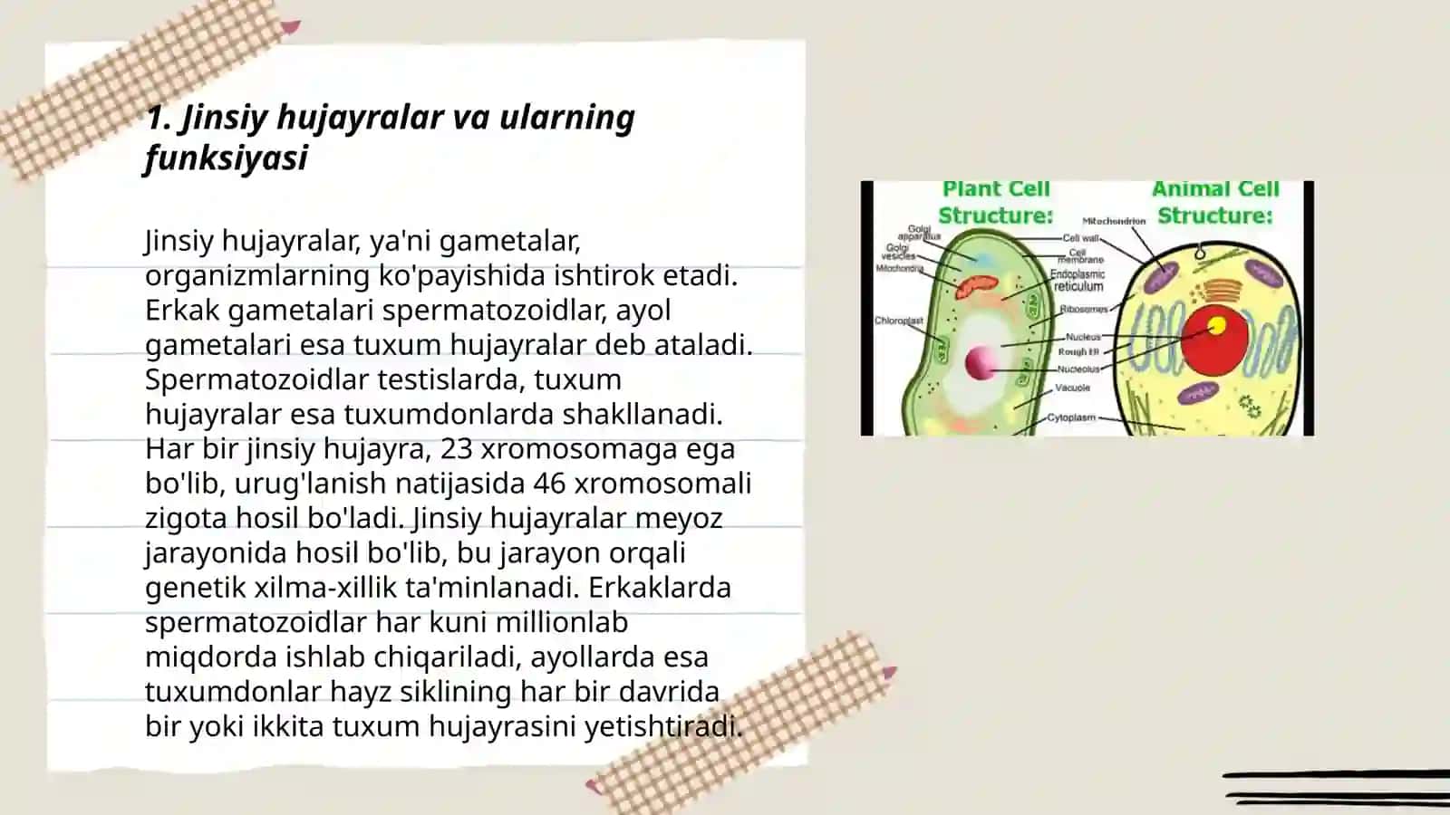 Jinsiy hujayralarning hosil boʻlishi va tuzilishi 3