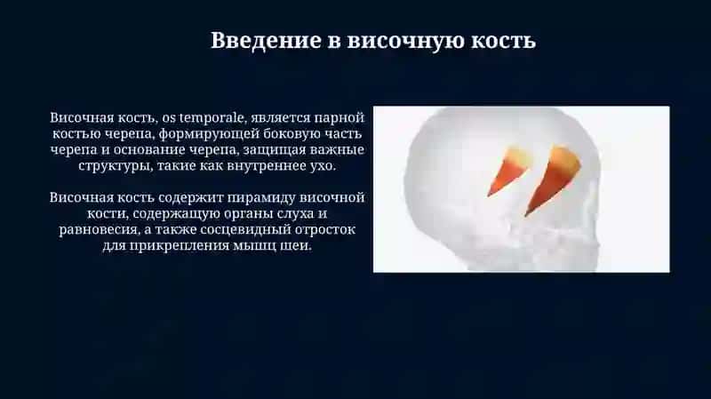 Презентация: Височная и Клиновидная кость 3