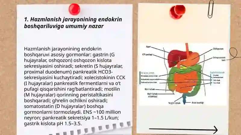 Hazmlanish jarayonining endokren boshqariluvi 3