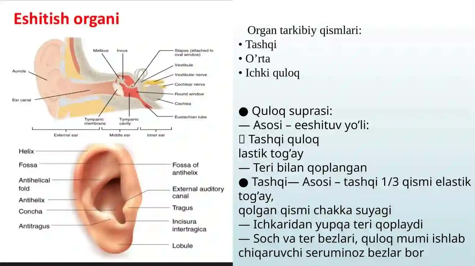Eshitish va muvozanat organi 3