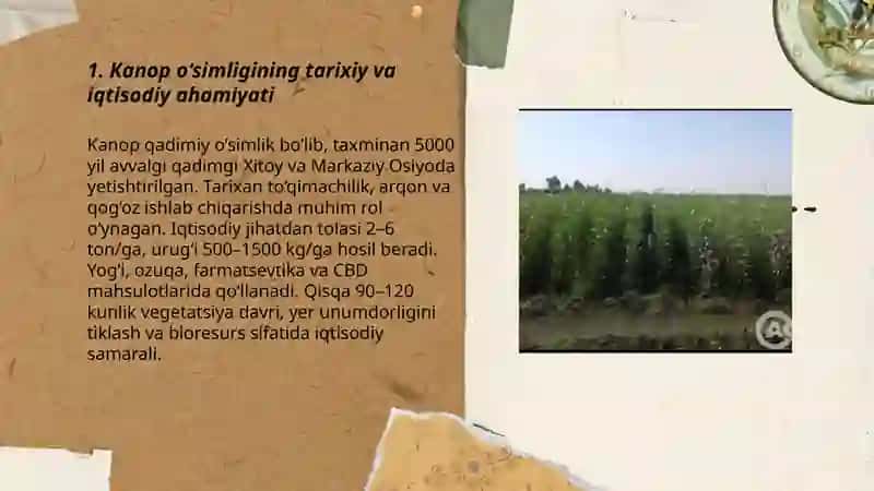 Kanop o‘simligining ahamiyati va yetishtirish texnologiyasi 3