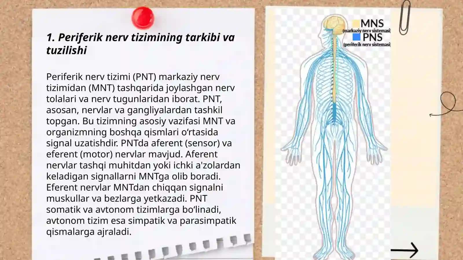 Periferik nerv sistemasining yoshga qarab oʻzgarishi 3