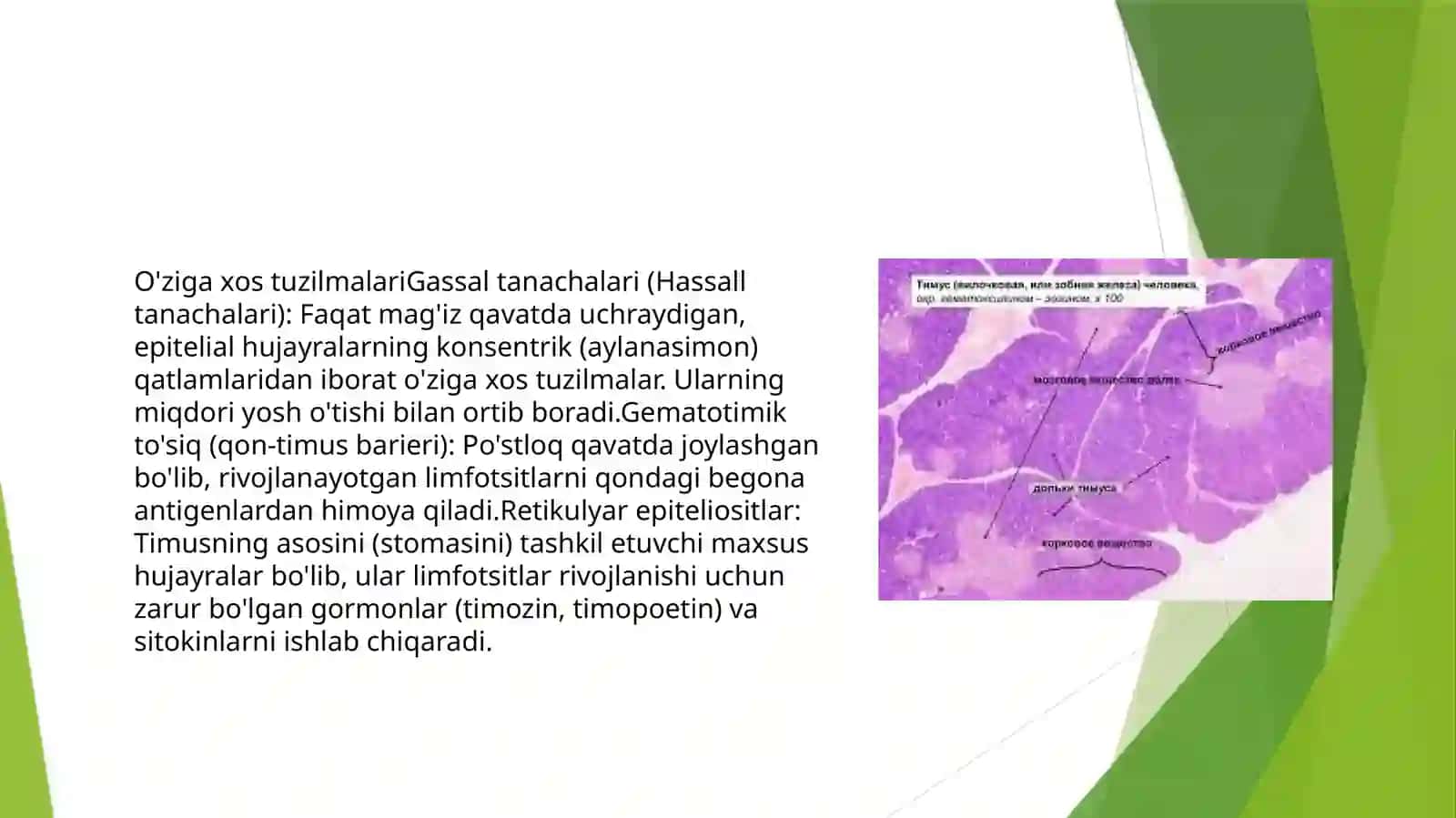 timusdagi T-limfotsitlarning yetilish jarayoni (antigen gabog’liq bo’lmagan immunogenez) 3