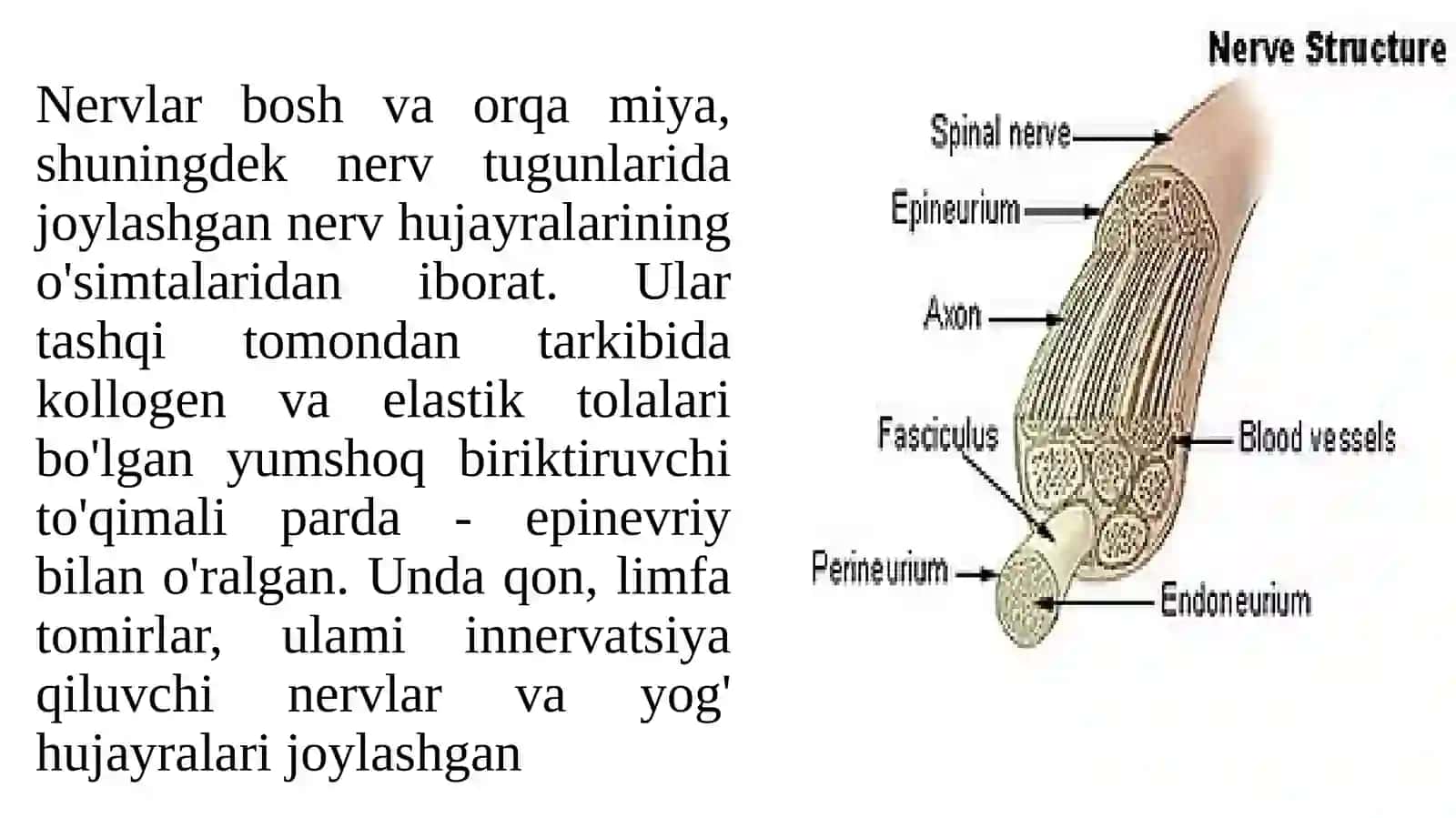 Periferik nerv tizimi xaqida umumiy ma’lumotlar 3