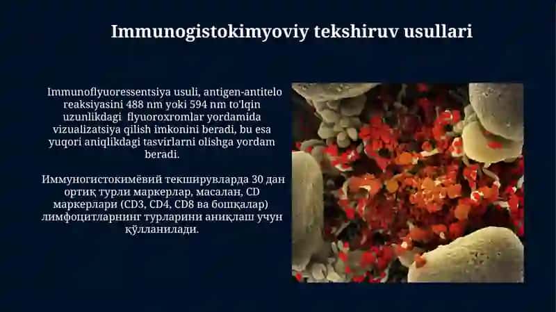 Immunologik reaksiyalarning morfologik asoslari 3