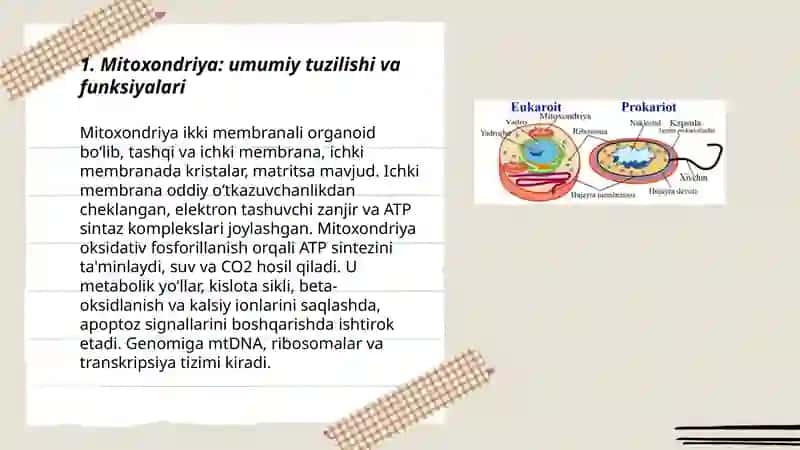 Hujayra Organoidlari Yarim avtonom organoidlar 3