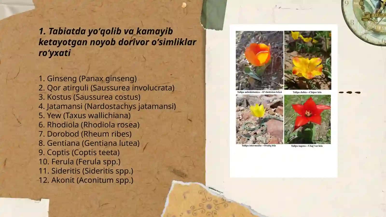 Tabiatda yoʻqolib va kamayib ketayotgan noyob dorivor va xushboʻy oʻsimliklar 3