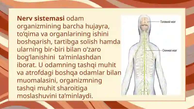 NERV TIZIMINING FIZIOLOGIYASI VA YOSH XUSUSIYATLARI 3