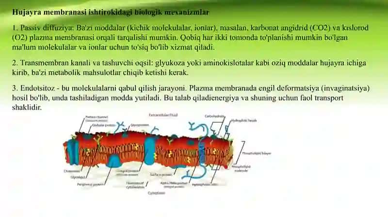 Bir va ikki qavatli sun'iy membramalar. biologiya 3