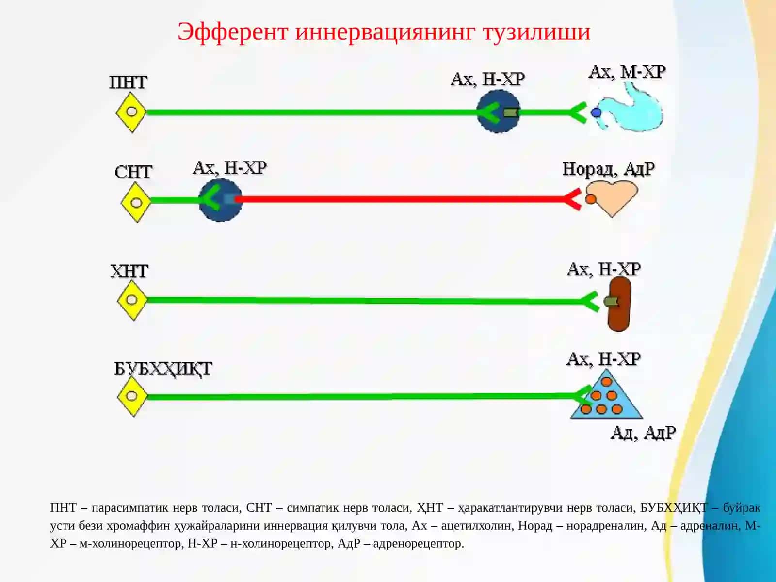 ХОЛИНОРЕЦЕПТОРЛАРГА ТАЪСИР ЭТУВЧИ ВОСИТАЛАР 3