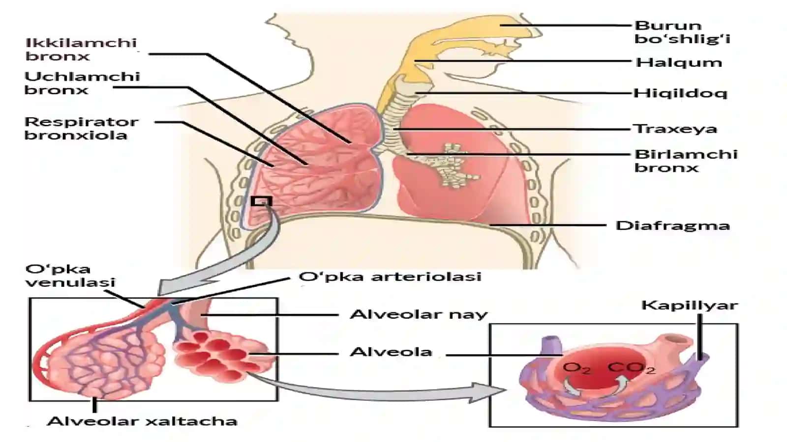 ANATOMIYA MAVZU:Nafas yoʻllari azolari tuzulishi 3