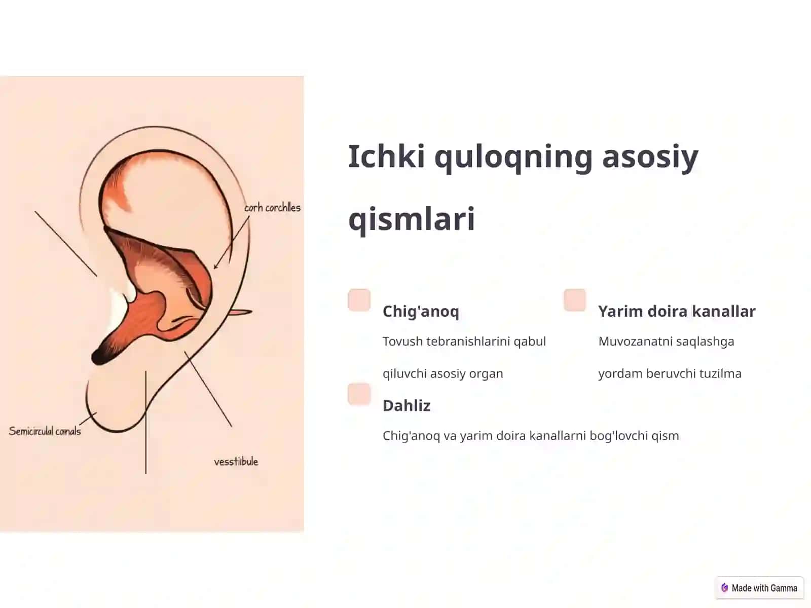 Ichki quloq tuzilishi.Auris interna(LOR) 3