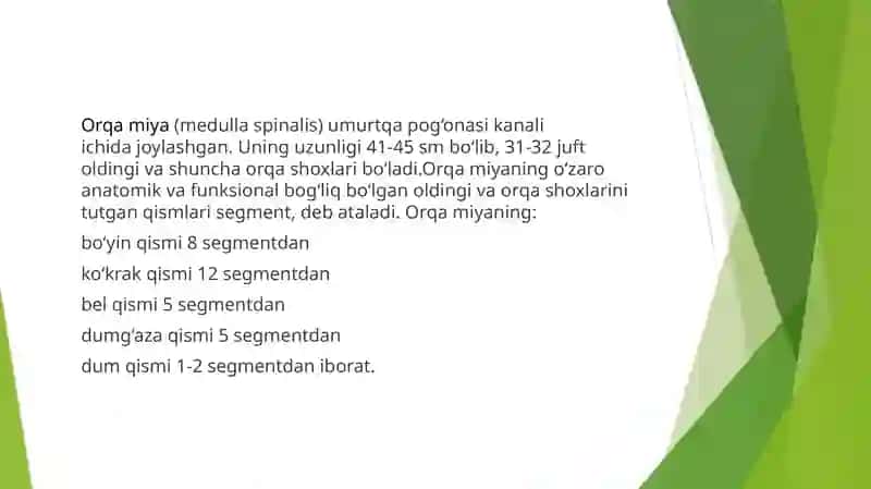 Orqa miya gistologiyasi 3