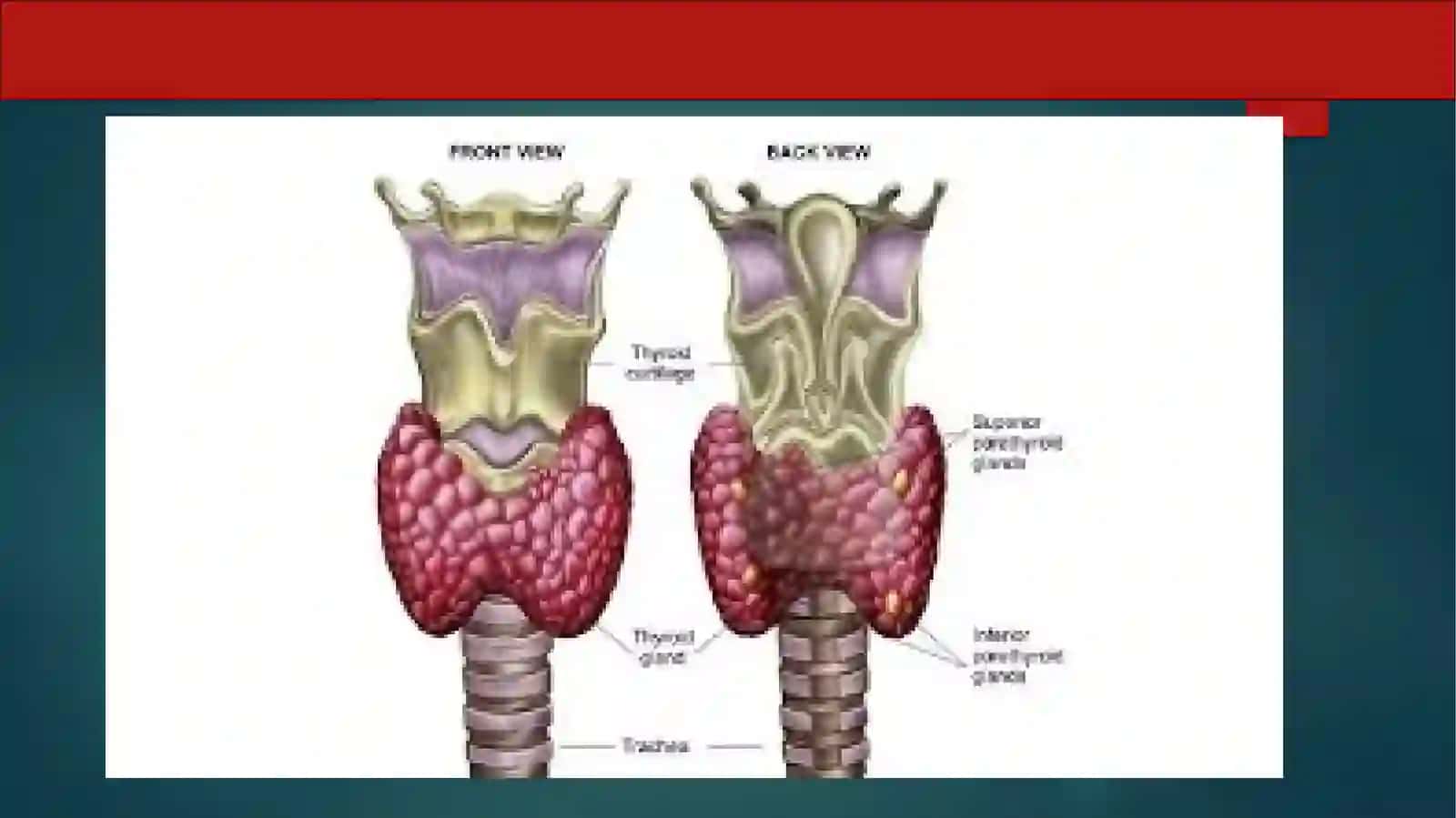 Qalqonsimon bez fiziologiyasi 3