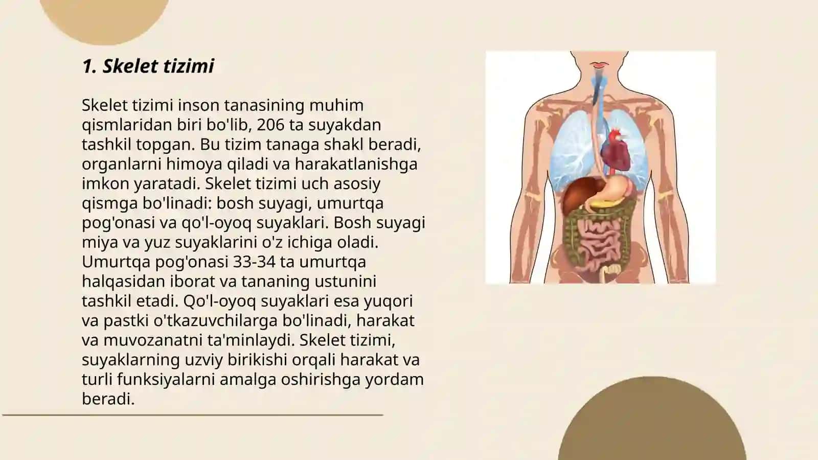 Odam va uning organlari tizimi tuzilishi 3