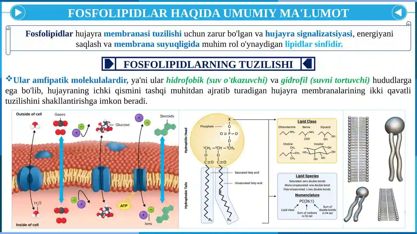 FOSFOLIPIDLAR ALMASHINUVI BUZULISHI 3