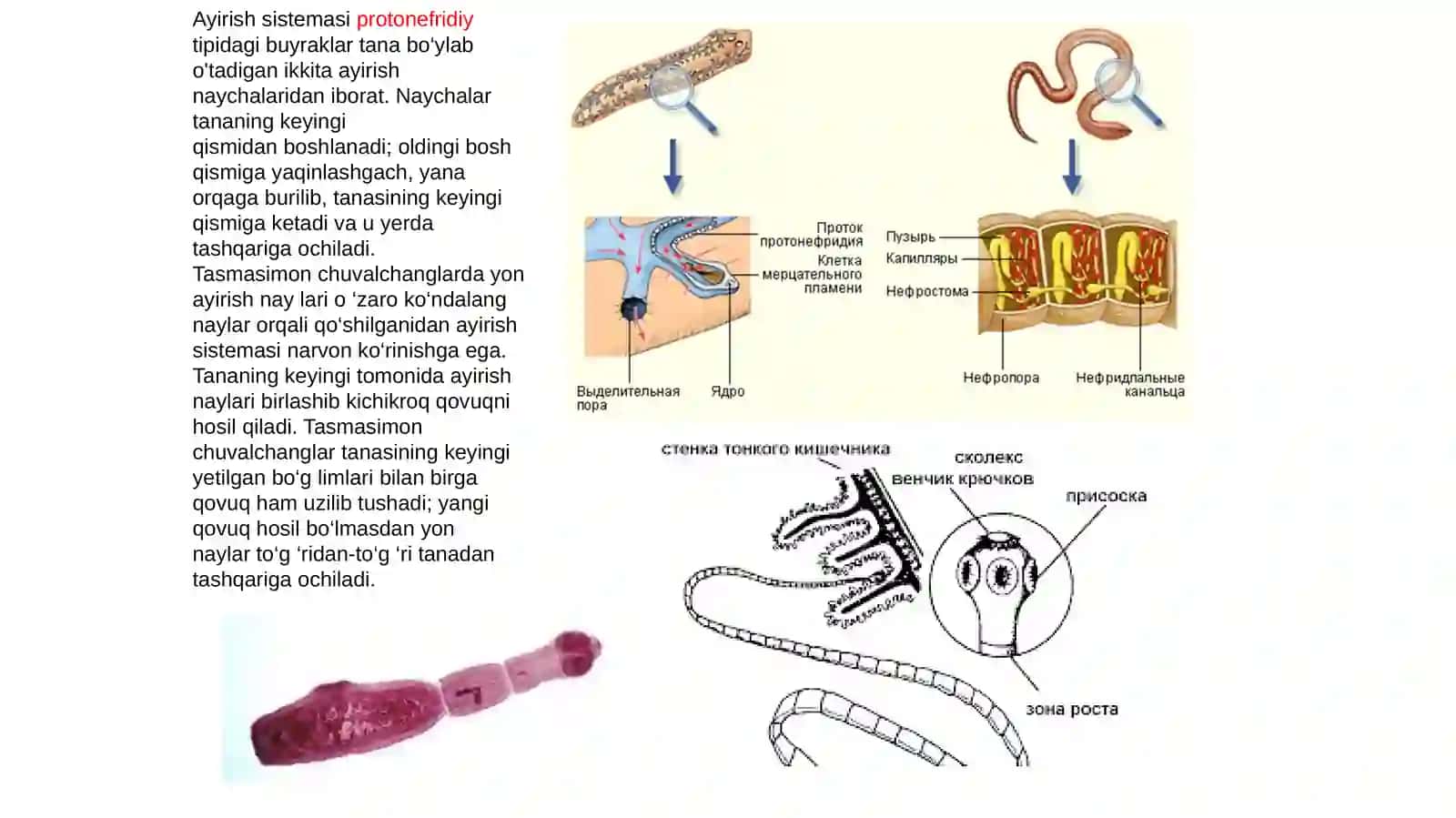 TASMASIMON CHUVALCHANGLAR (CYSTODA) SINF 3