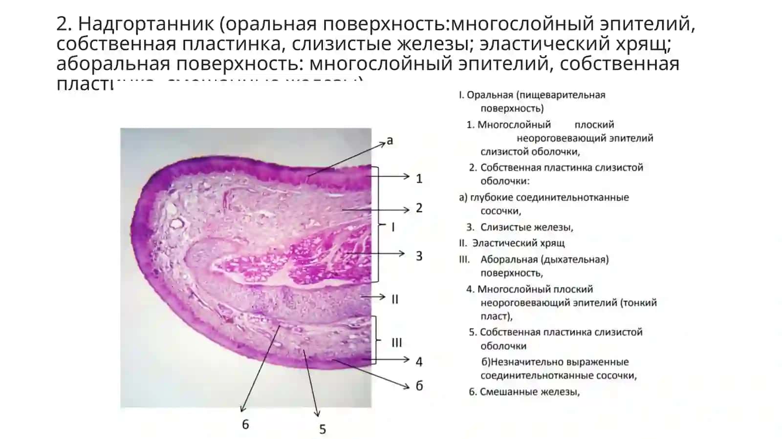 Препараты по гистологии Ч.2 3