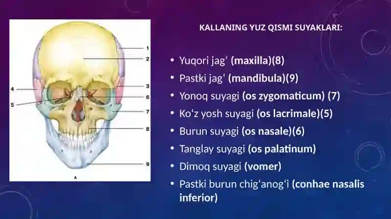 Kalla Suyagini Yuz Qismi Suyaklari 3