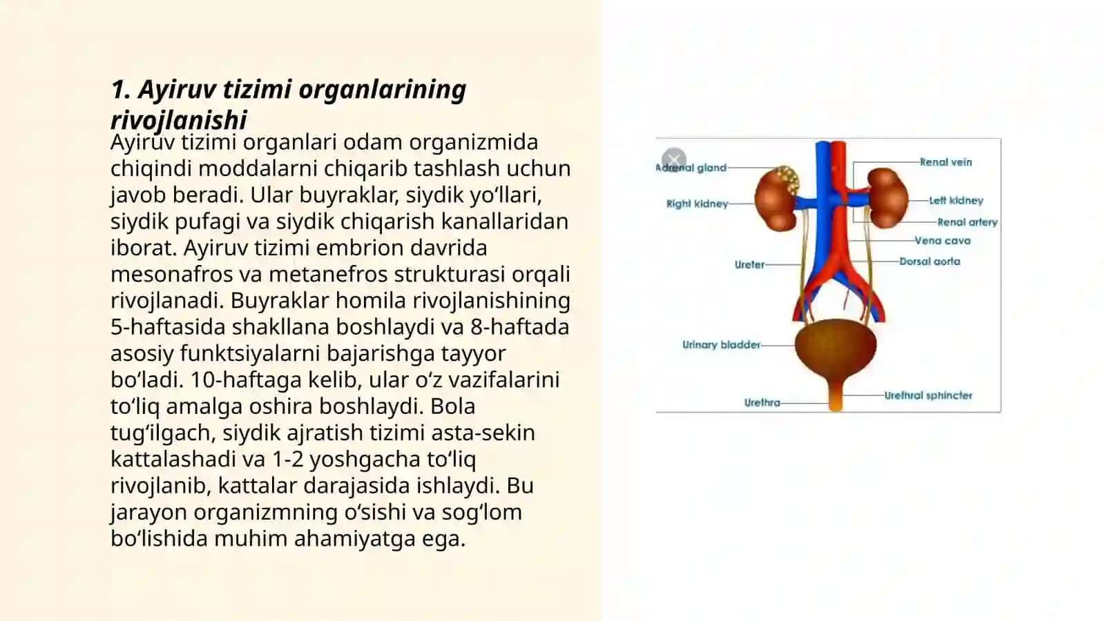 Ayiruv tizimining yoshga oid fiziologiyasi va gigiyenasi 3