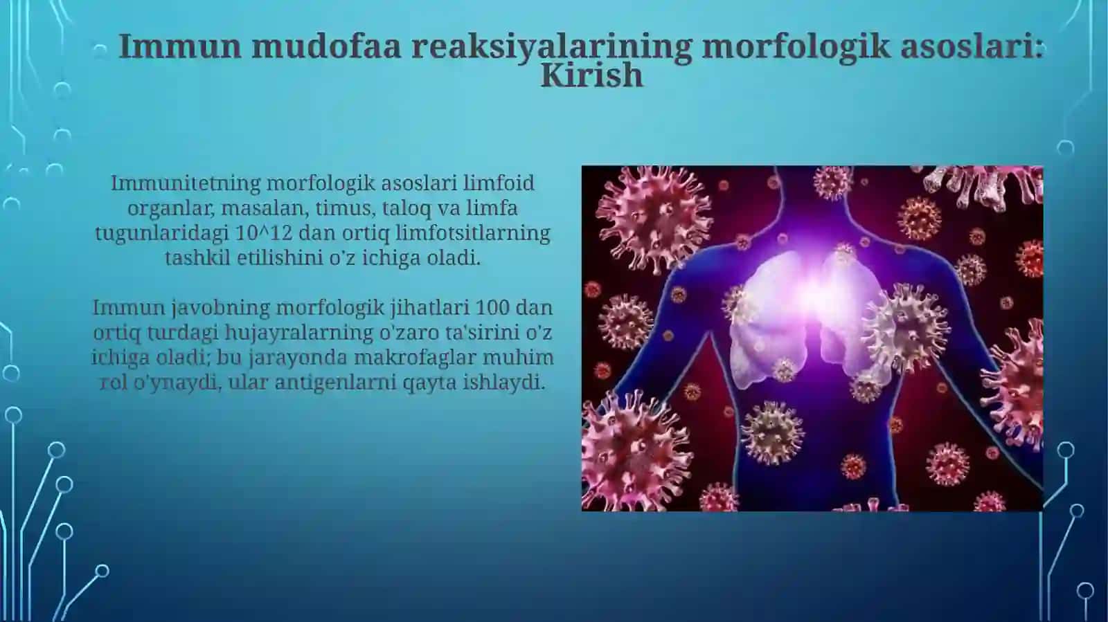 Immun himoya reaksiyalarining morfologik asoslari 3