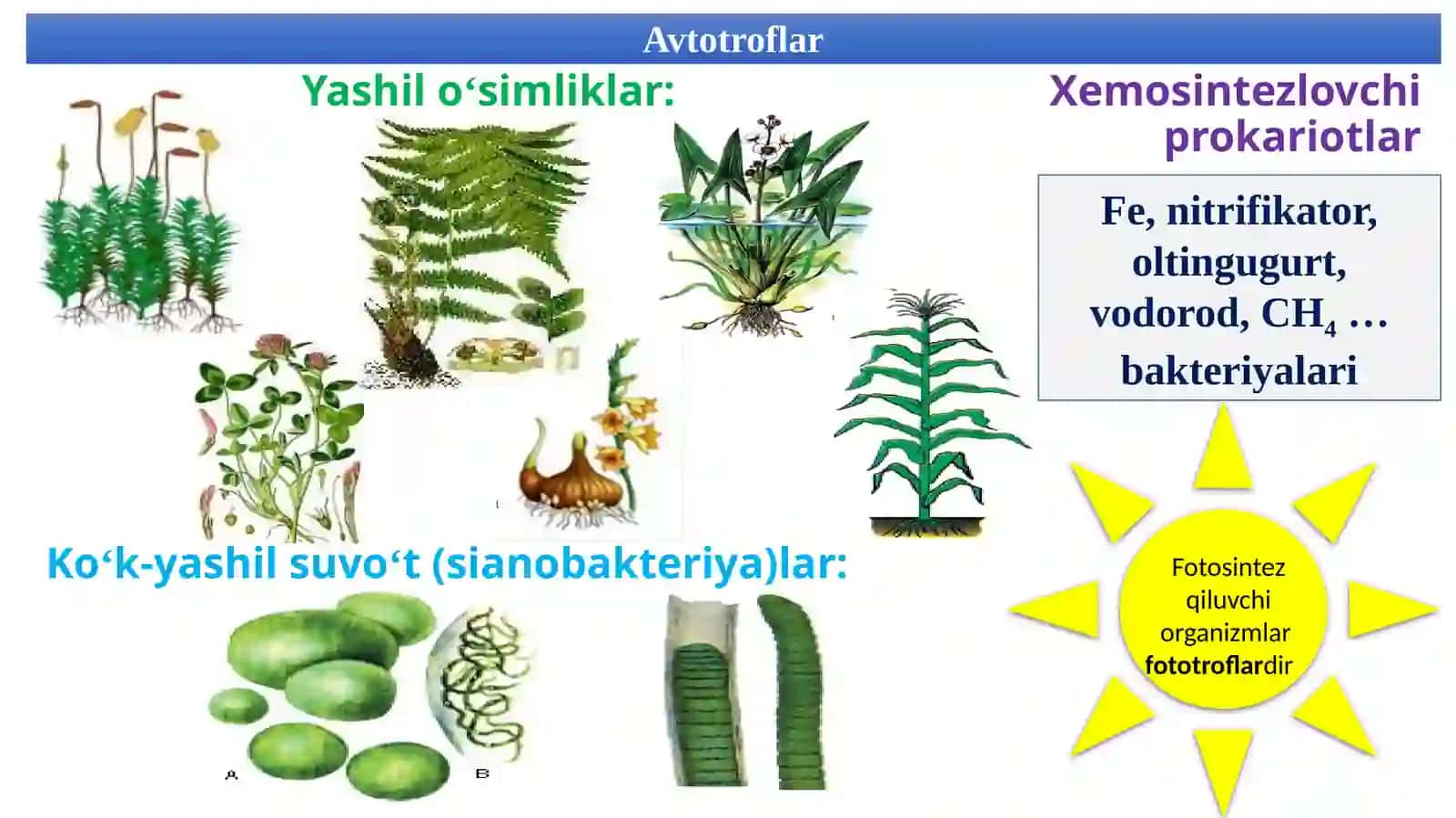 9-sinf Biologiya fanidan Hujayraning oziqlanishi dars taqdimot 3