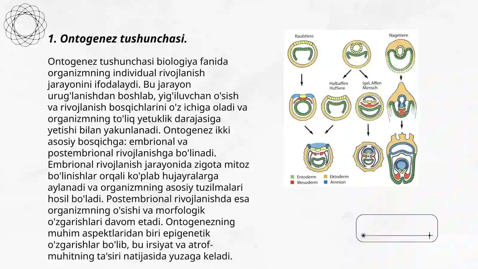 Ontogenez bosqichlari 3