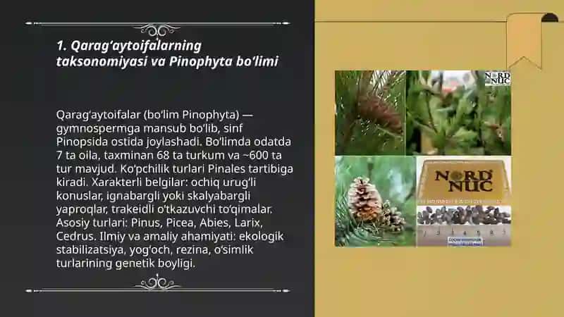 Qaragʻaytoifalar (ochiq urugʻli toifalar) boʻlimi 3