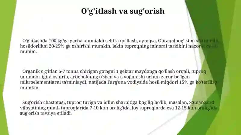 Artishok axamiyati, biologiyasi va yetishtirish 3