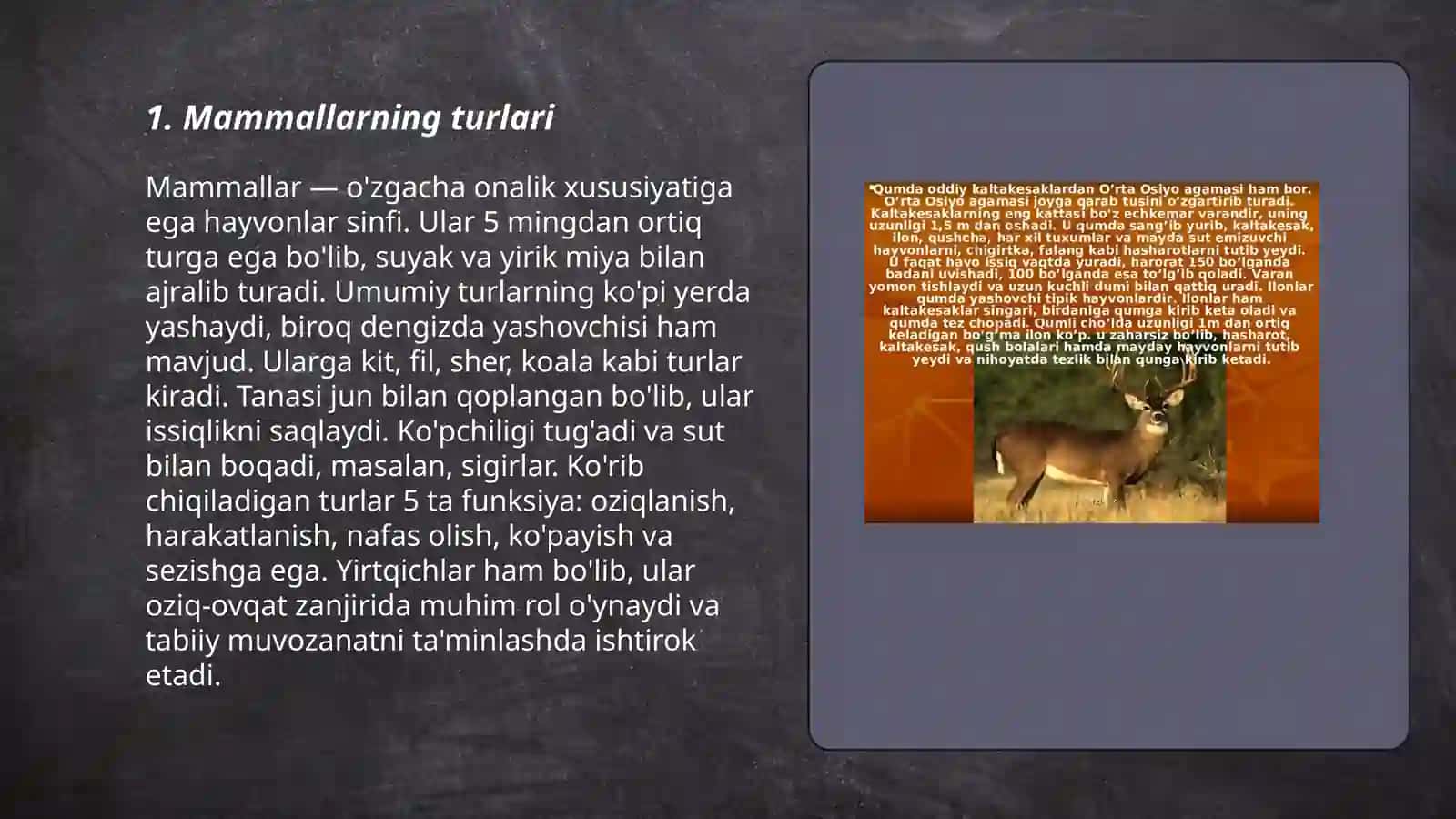 Mammallarning turlari 3