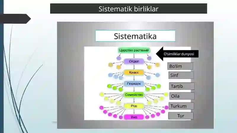 Tirik organizmlar klassifikatsiyasi 3