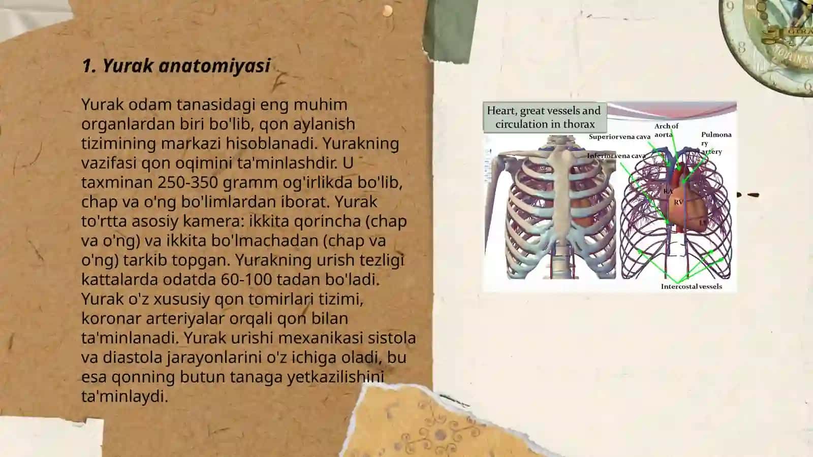 Yurak anatomiyasi 3