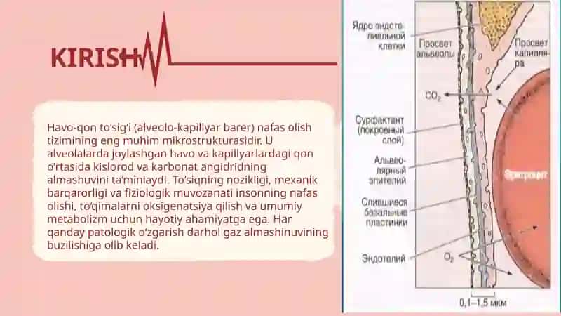 Havo-qonto‘sig‘i anatomik, gistologik tuzilishi 3
