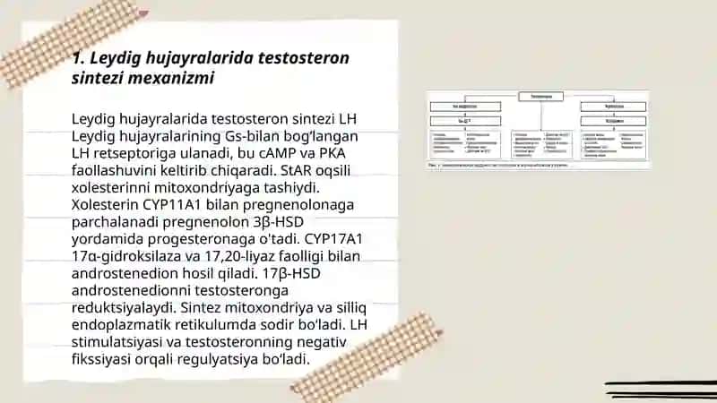 Testosteron sintezi va sekretsiyasi 3