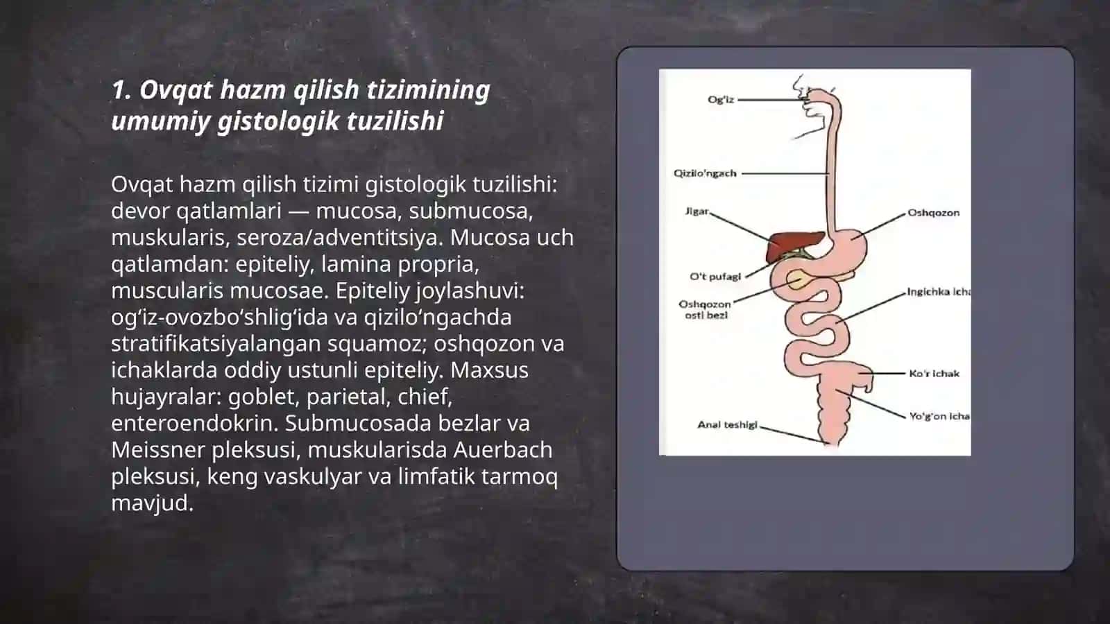 Ovqat hazm qilish gistologiyasi 3