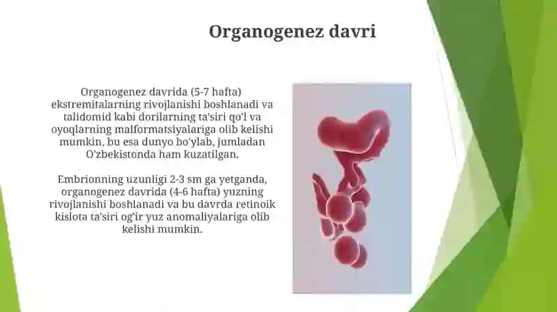 Odam embriogenezining qaltis davrlari 3