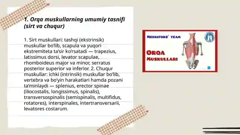 Orqa muskullar 3