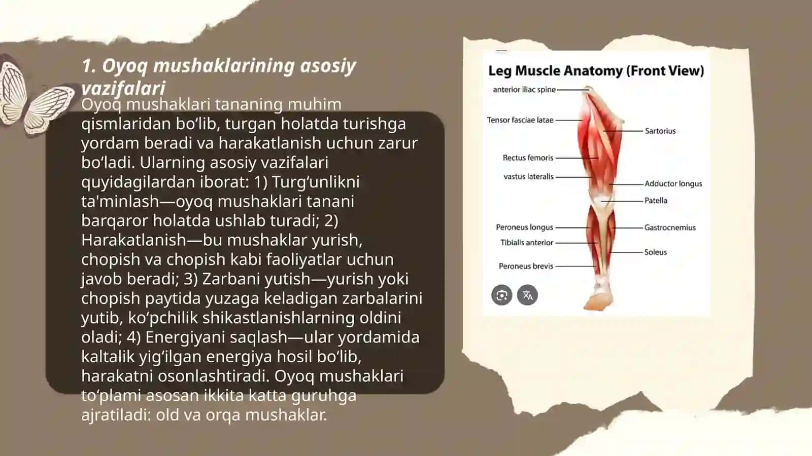 Oyoq mushaklari tuzilishi 3