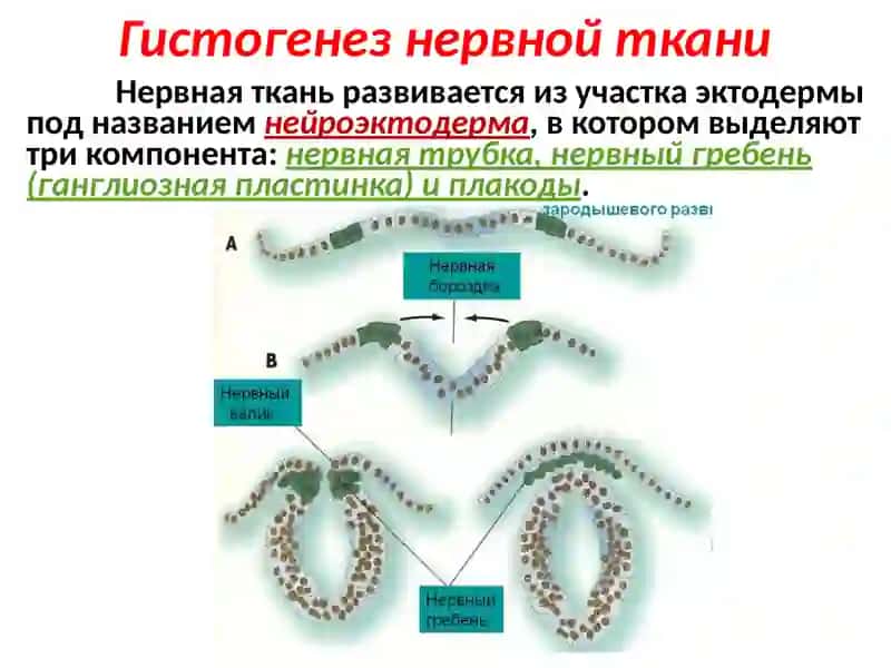 НЕРВНАЯ ТКАНЬ 3