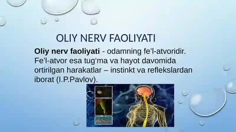 Oliy nerv faoliyati va uning yoshga bog‘liq xususiyatlari 3