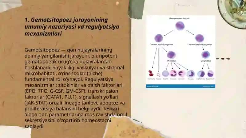 Gemotsitopoez jarayonining boshqariluvi 3