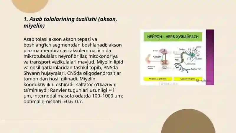 Asab tolalari va sinapslarning xossalari 3