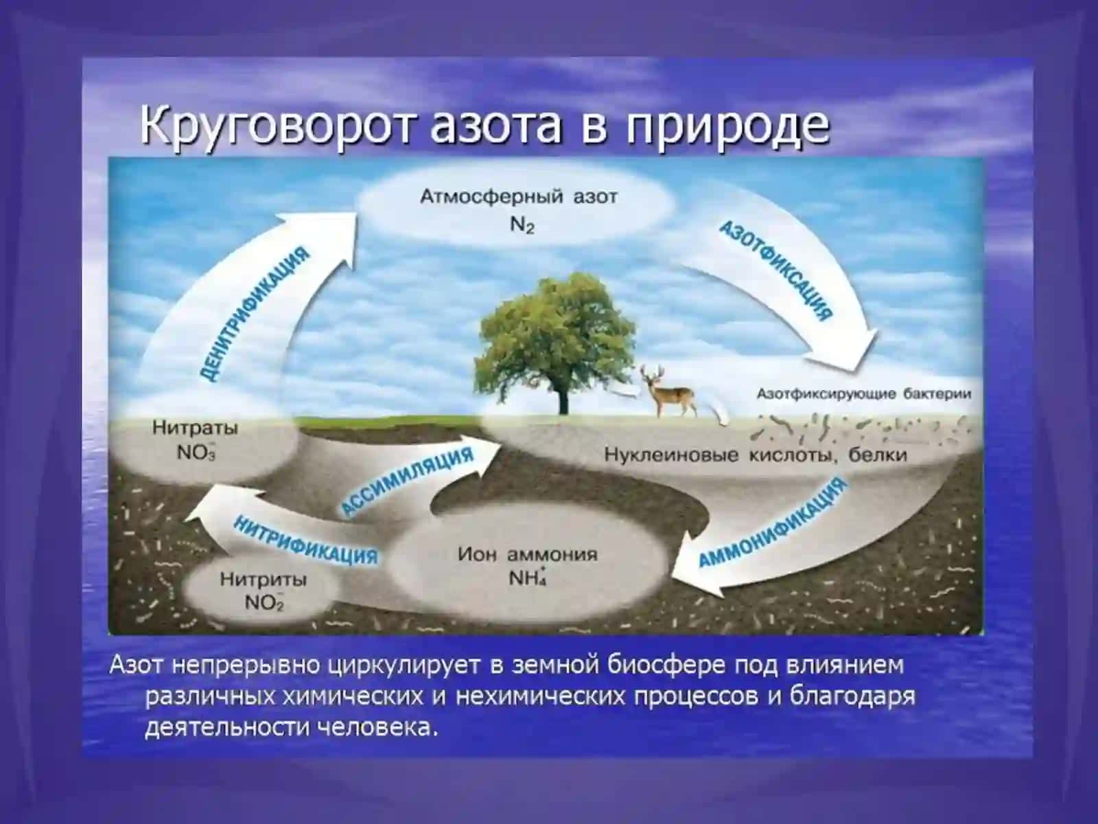Tabiatda uglerod va azot aylanishida mikroorganizmlarning roli aerob va anaerob sharoitda kletchatkani parchalovchi mikroblar 3
