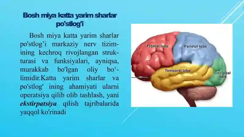 Bosh miya turli bo'limlari faoliyatini o'rganish. Bosh miya yarimsharlar po’stlog'ing fiziologiyasi 3